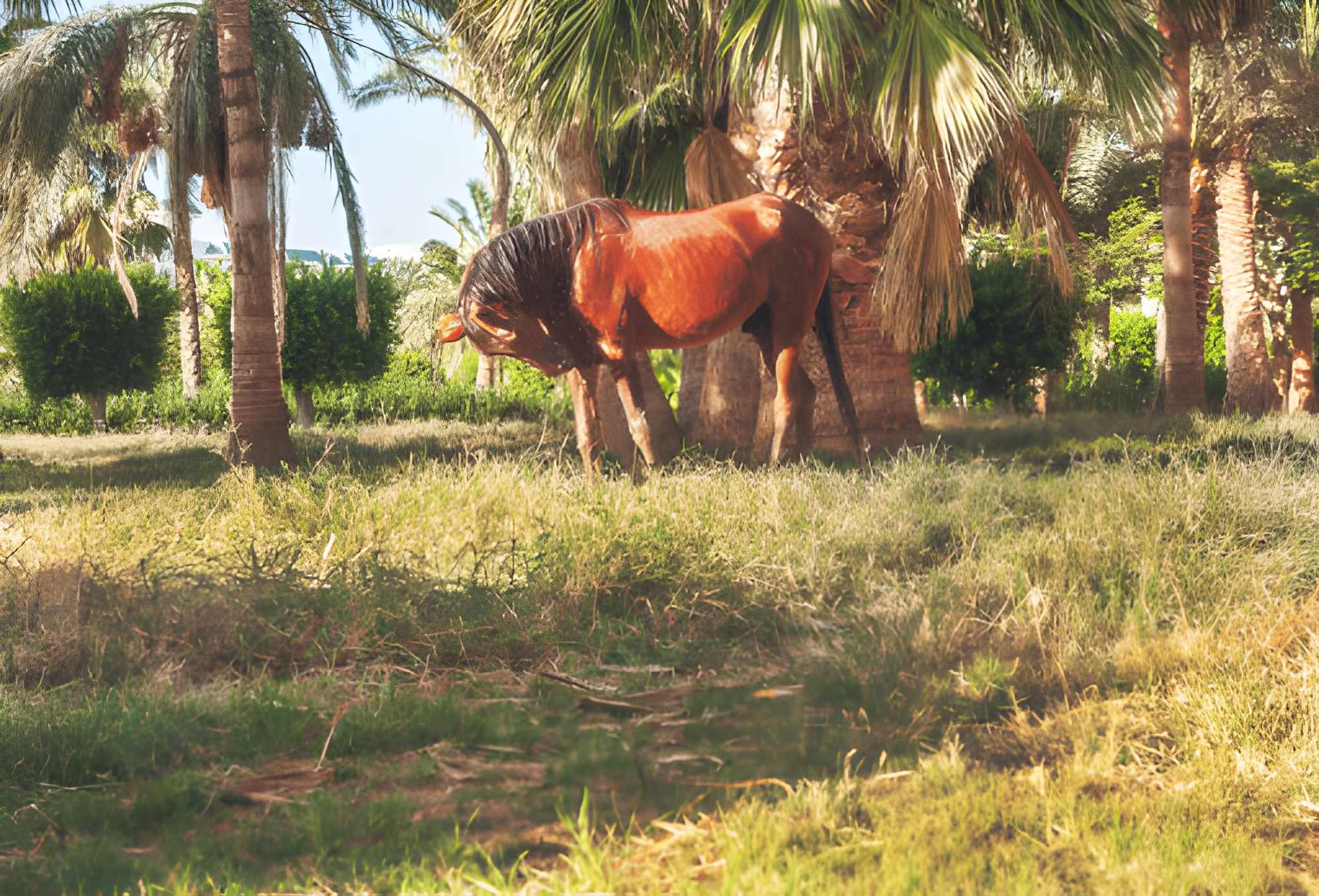 Horse riding photo stop in Palmeraie